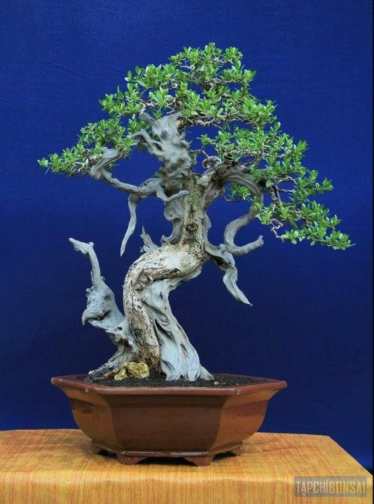 Bonsai, cây cảnh nghệ thuật, cay canh nghe thuat, cây thế, cay the, triển lãm cây cảnh nghệ thuật, trien lam cay canh nghe thuat